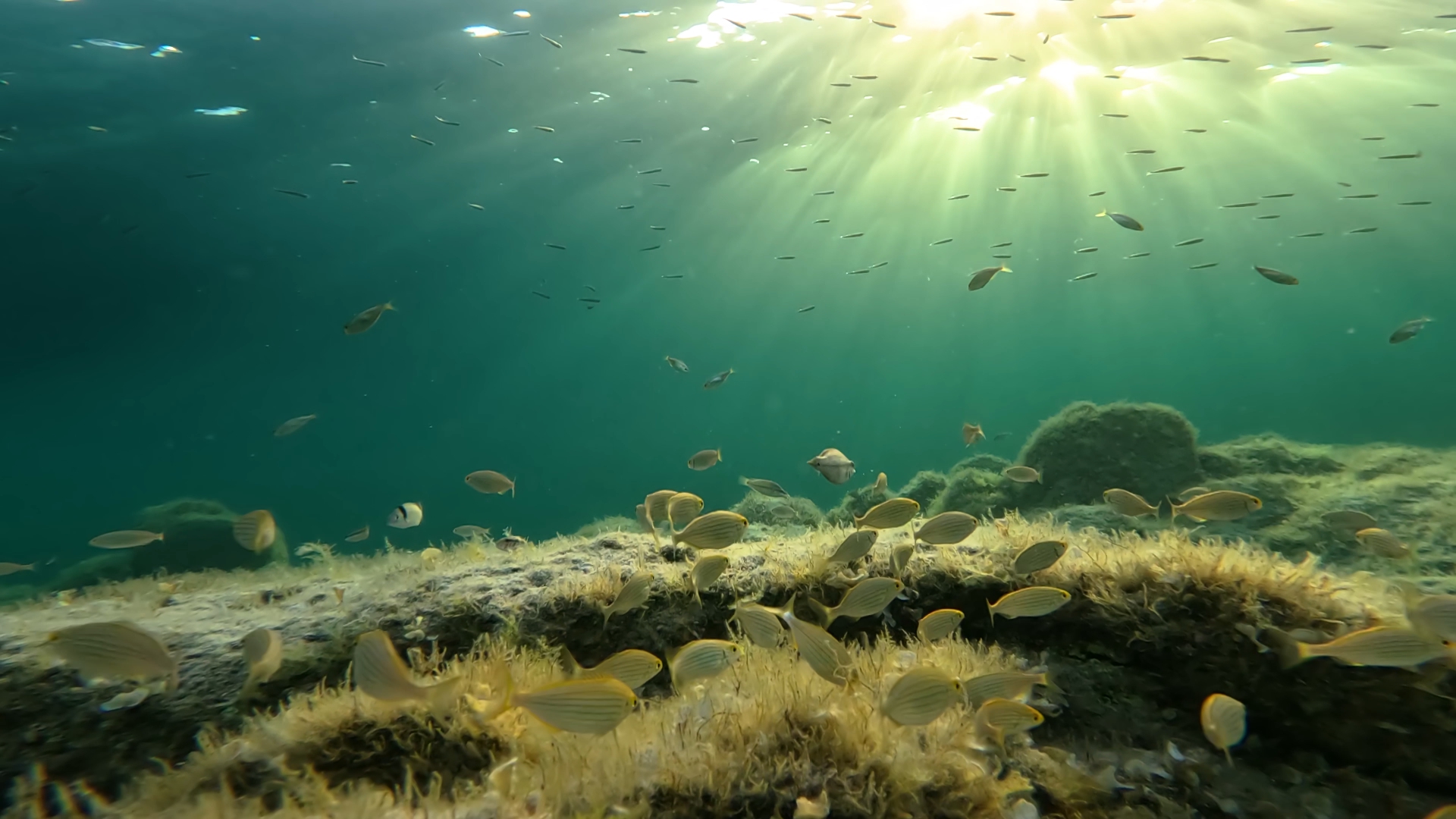Fish in the sea illuminated with light