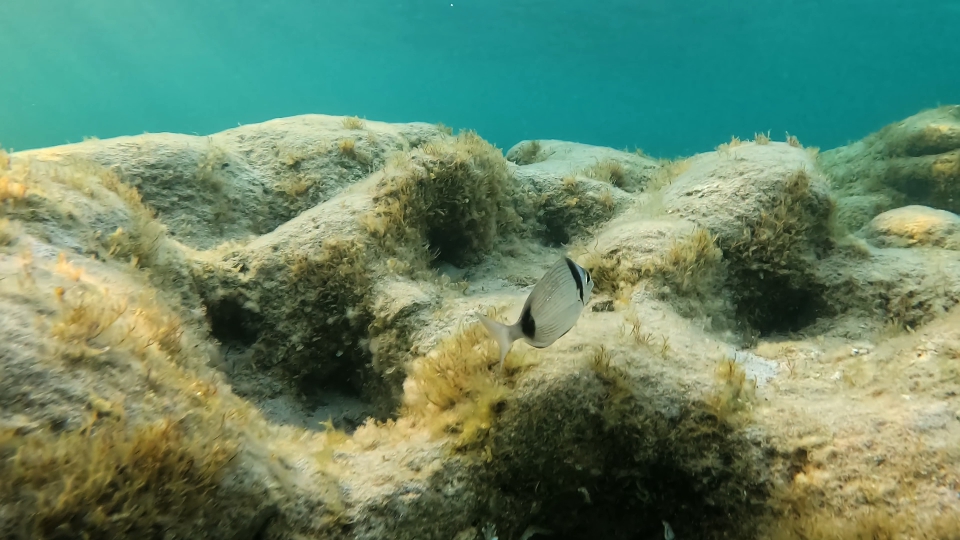 Glance fish swims under sea water