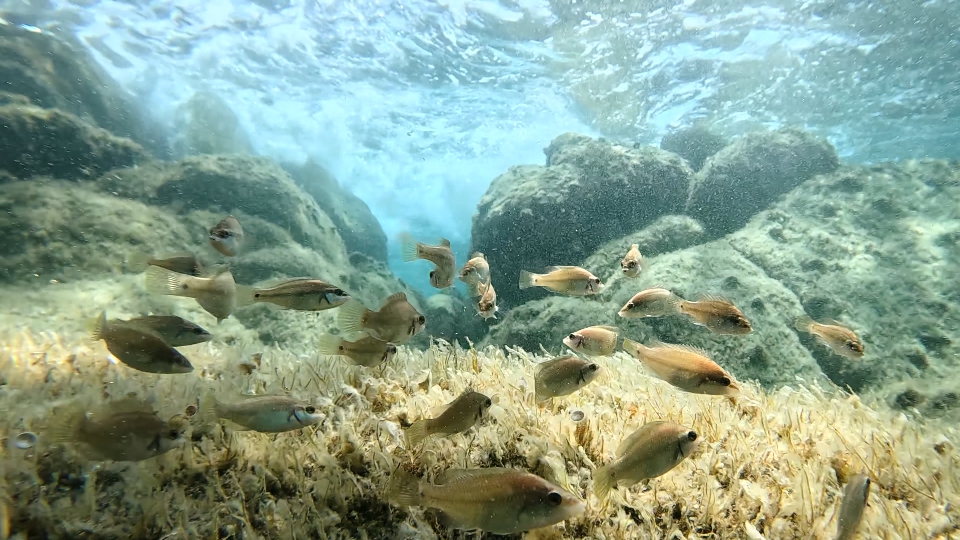 Herd of Symphodus ocellatus