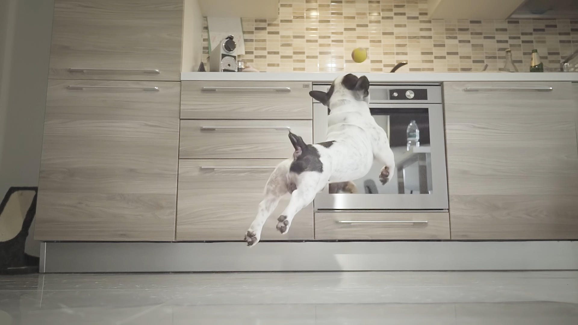 French Bulldog plays