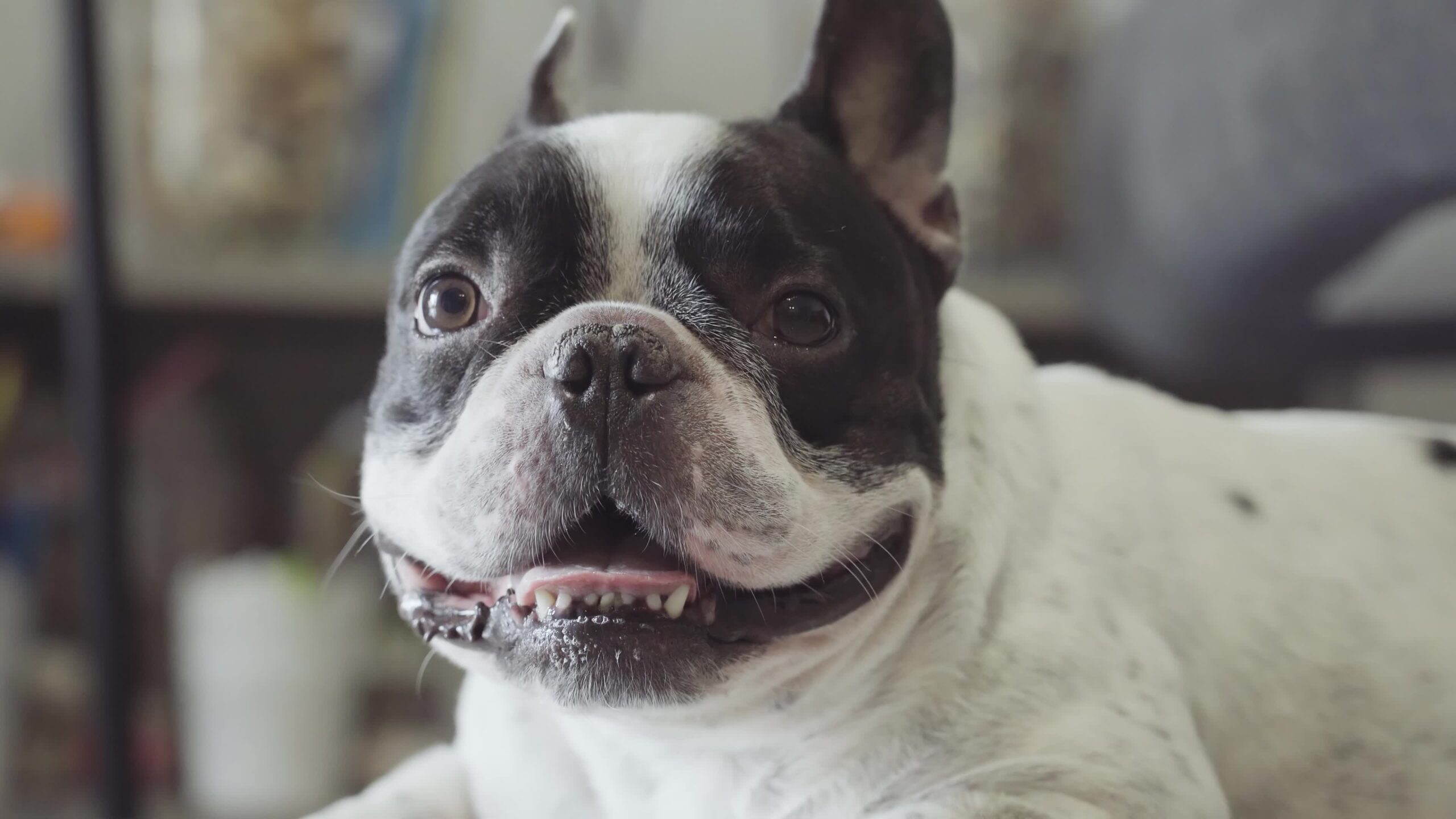 Muzzle of the French bulldog