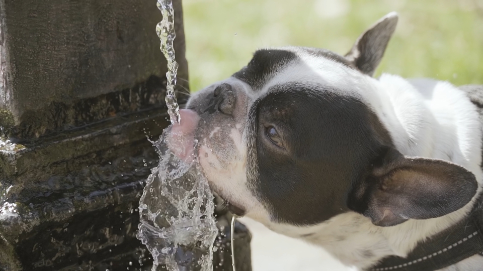 Bulldog francese beve acqua