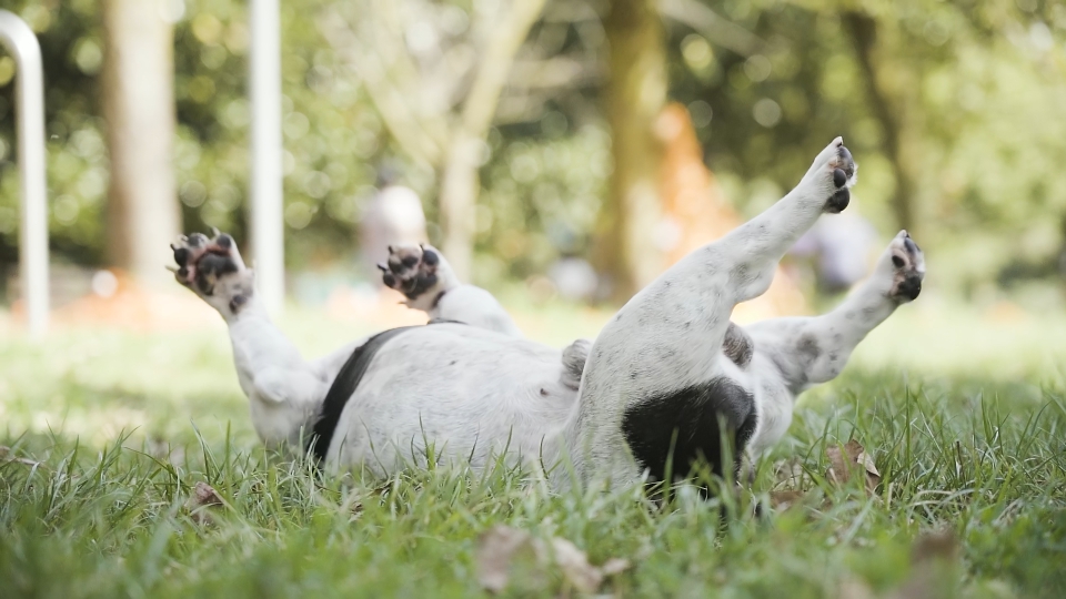 French Bulldog is having fun in the park