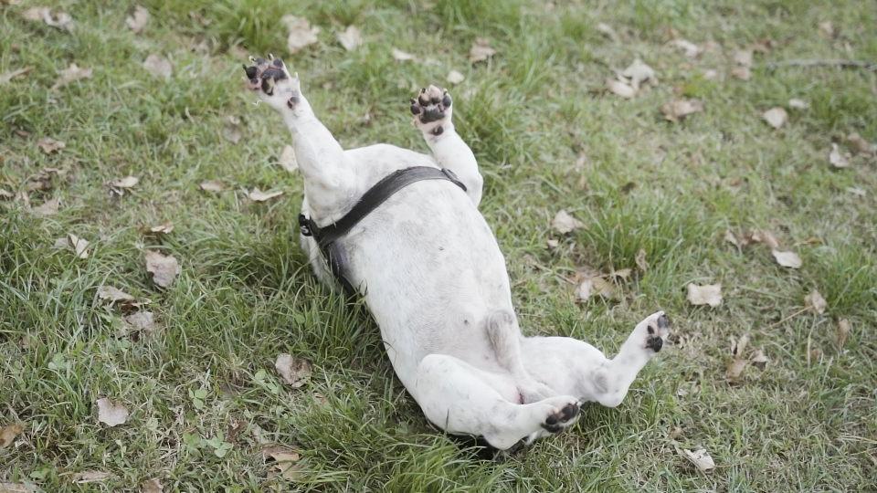 Happy dog crawls on the grass