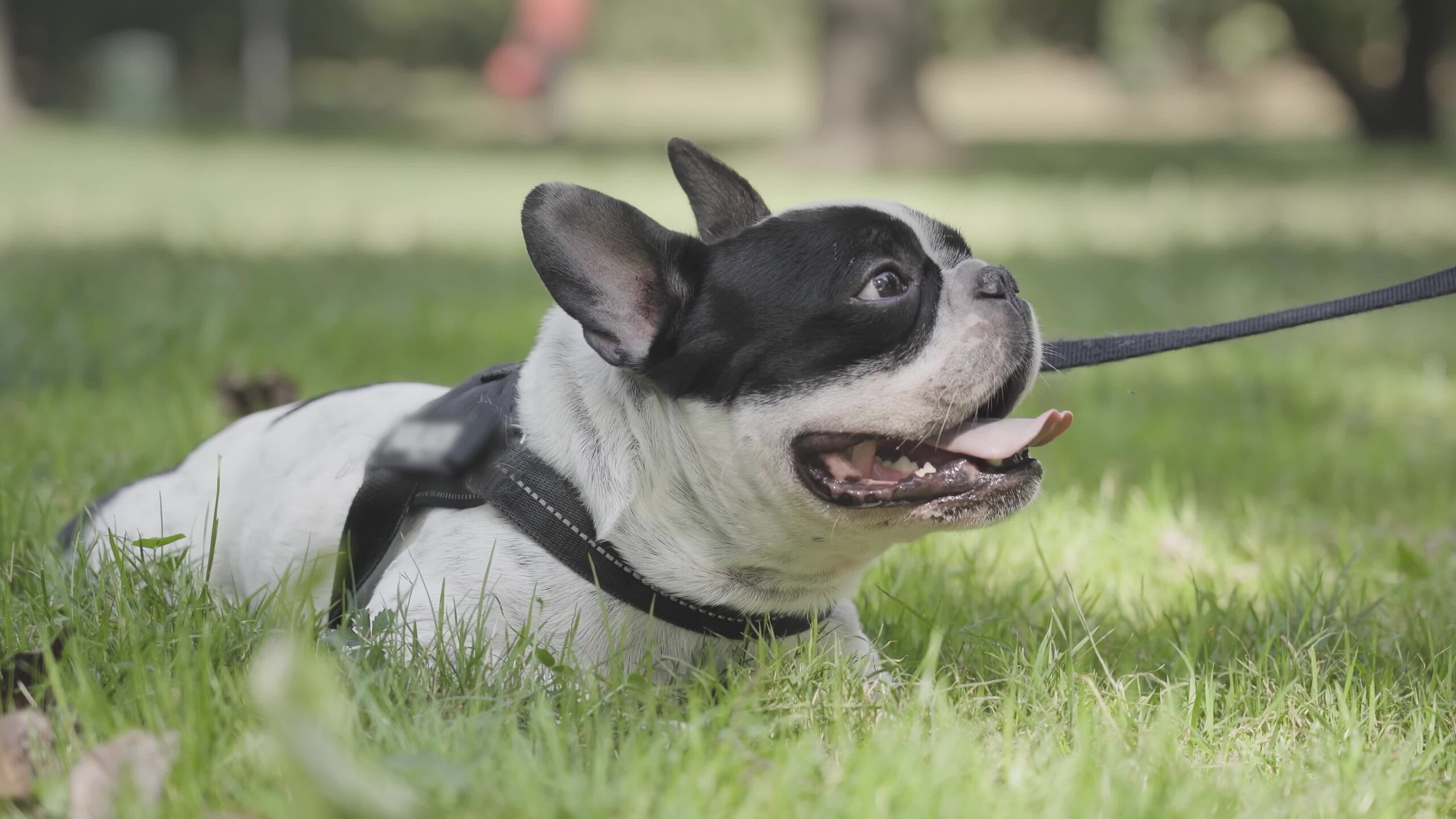 Bulldog francese sdraiato sull’erba
