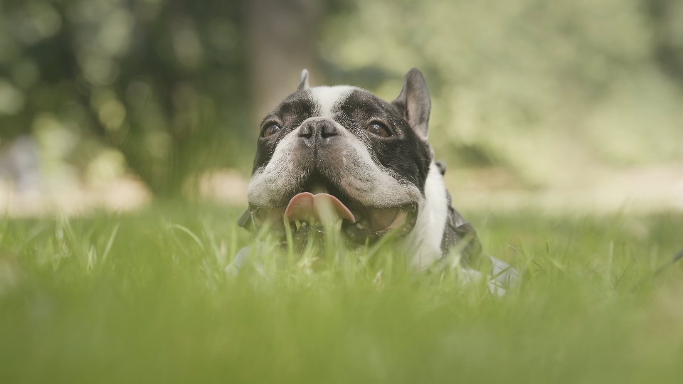 Dog muzzle among green grass