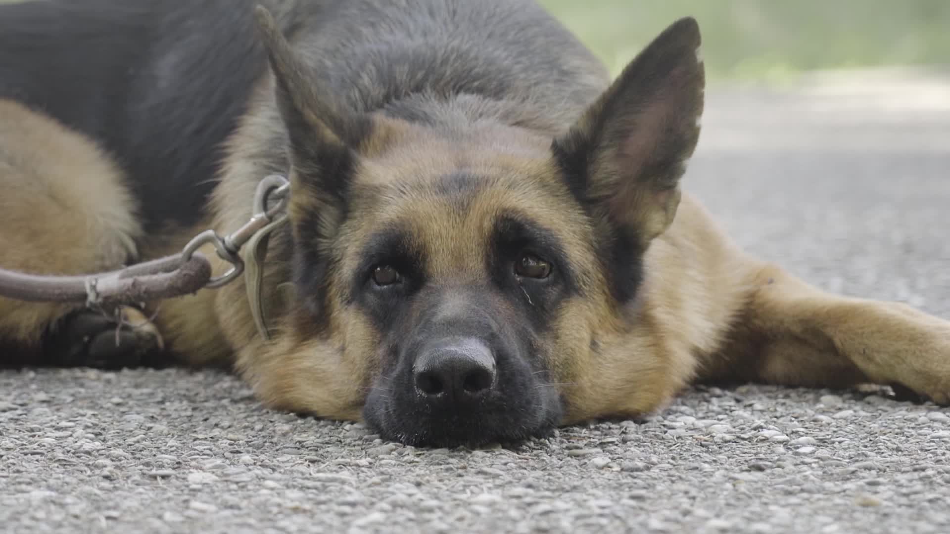 German shepherd lying down