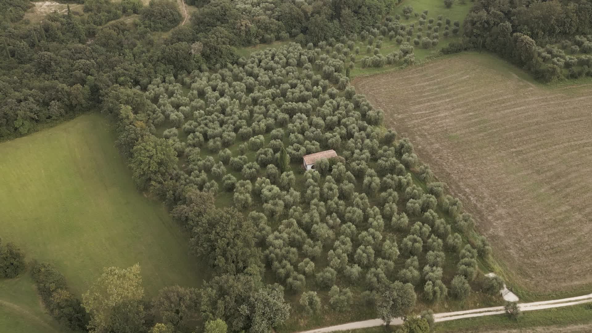 Field with olive plants