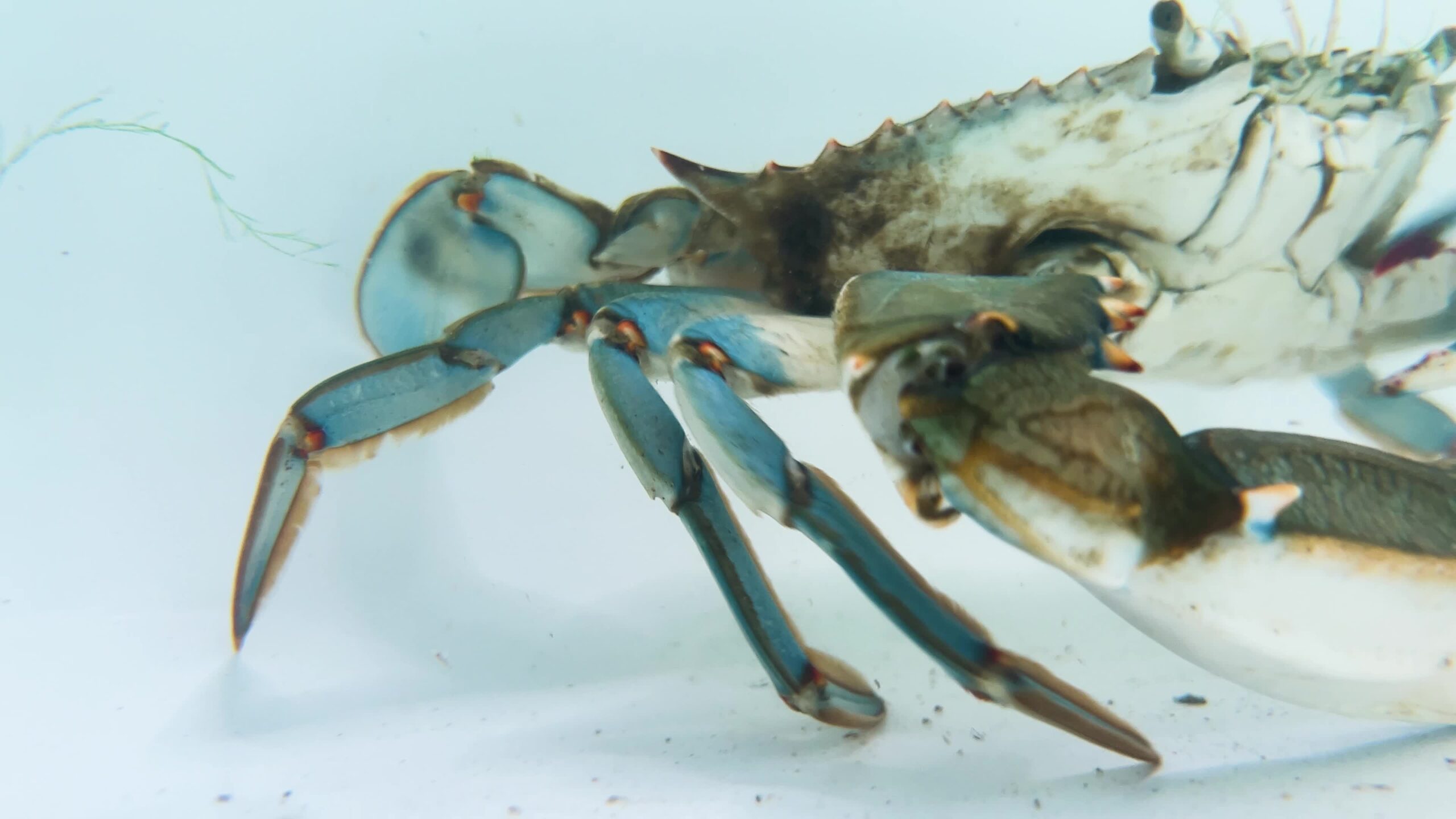 Il granchio reale blu cammina sott’acqua