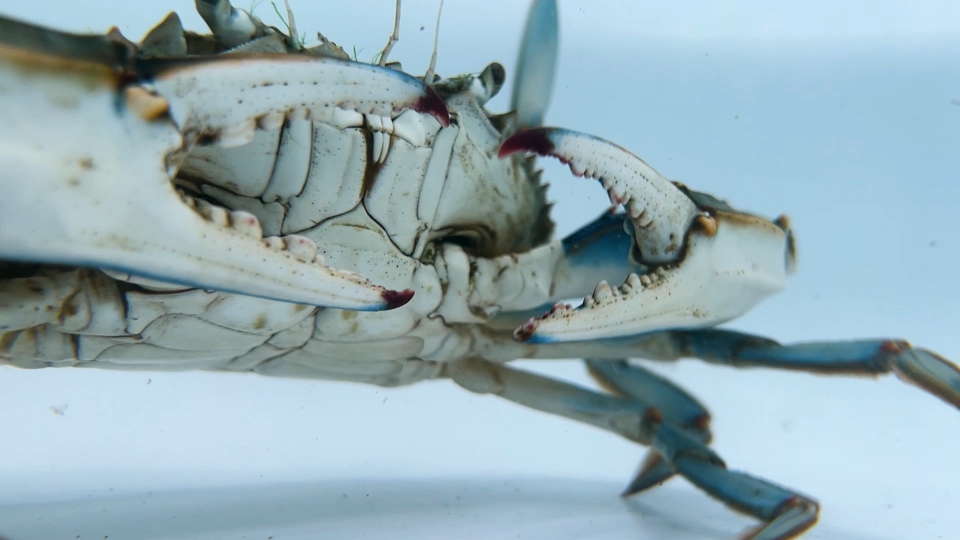 Open claws of blue king crab