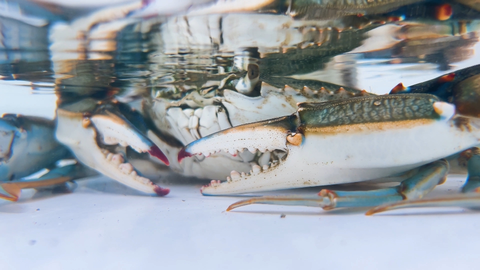 Blue king crab in water