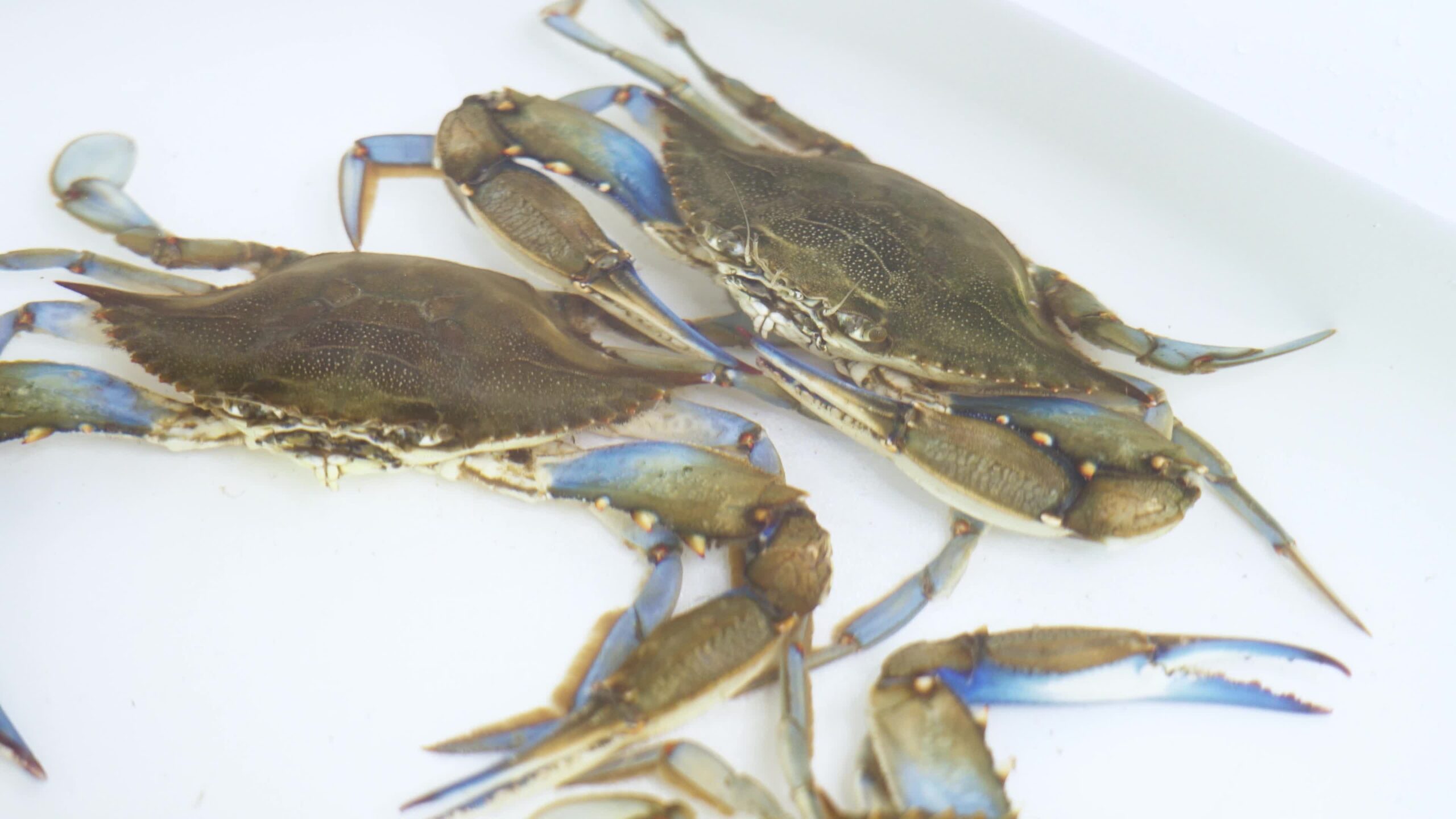 Caught blue crabs