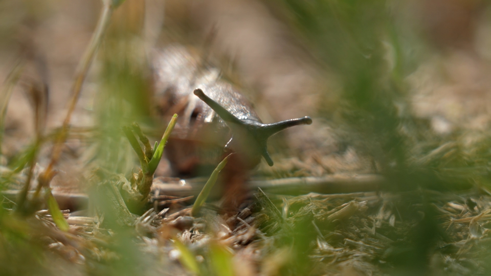 Snail with large tentacles
