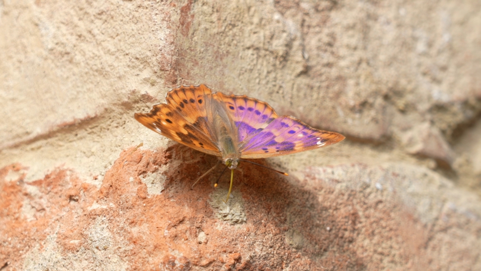 Farfalla sul muro