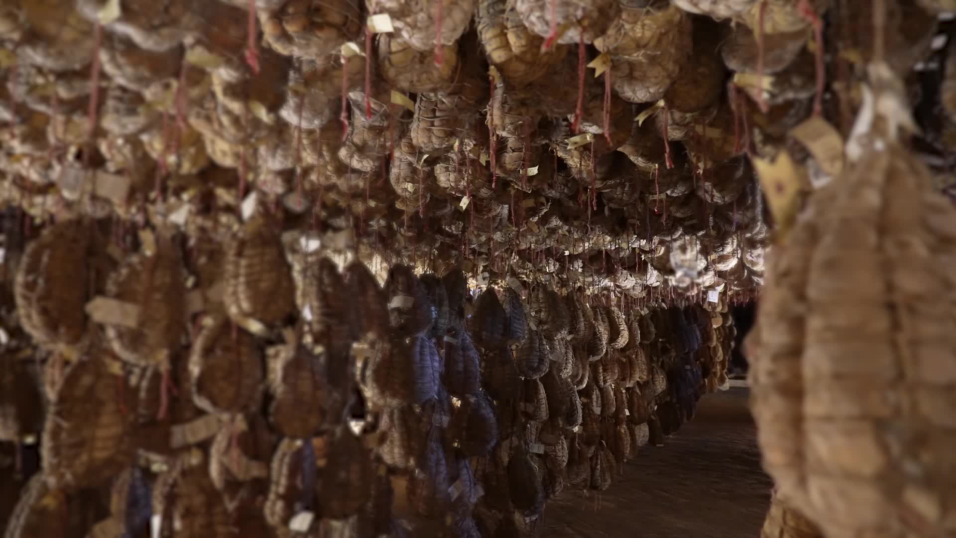 Cantina con culatello