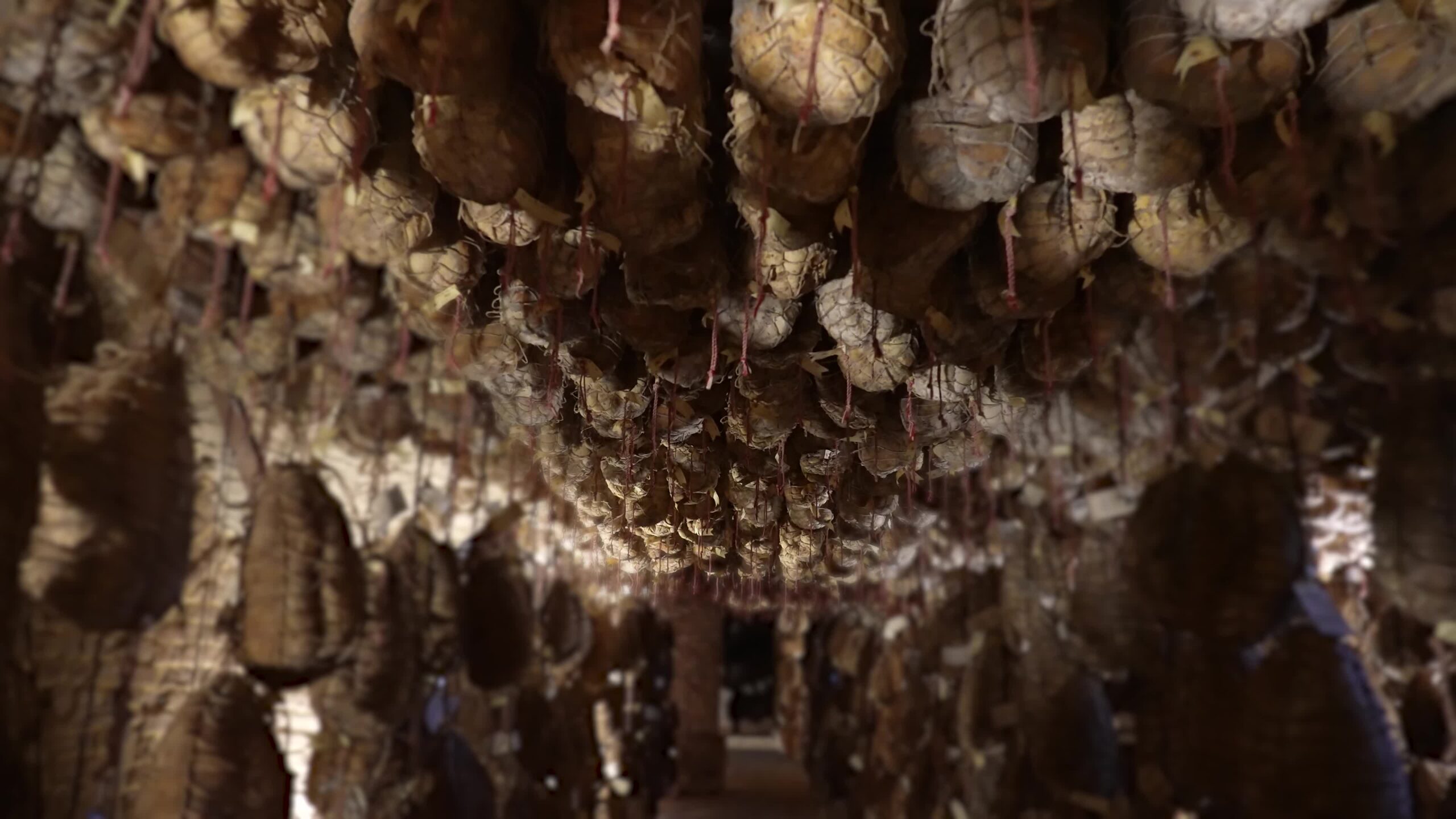 Culatello di Parma nella cantina