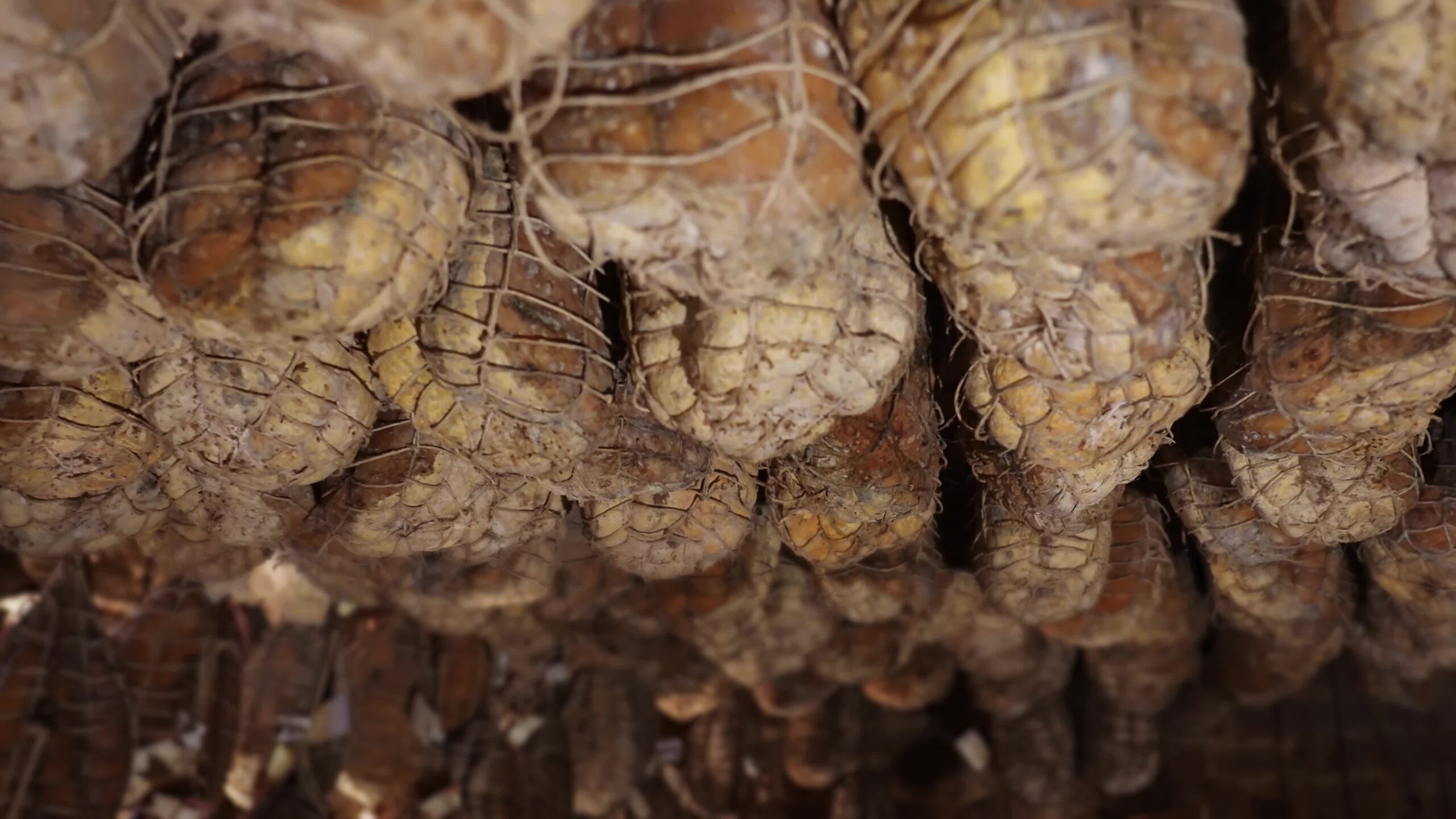 Culatello legato con le corde di spago