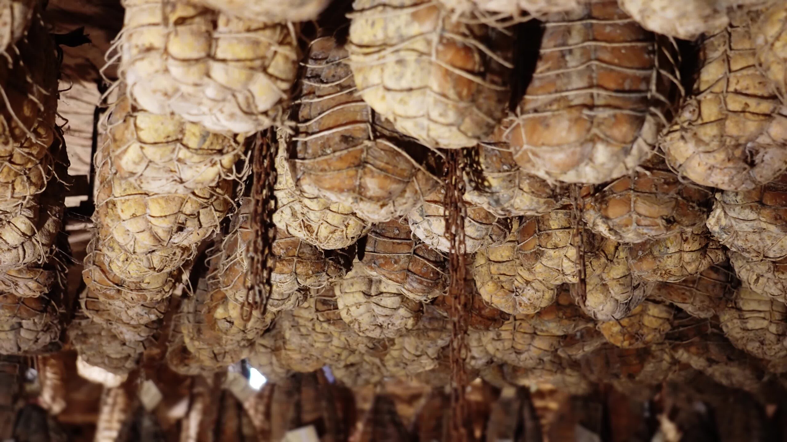 Culatello di Parma in the cellar