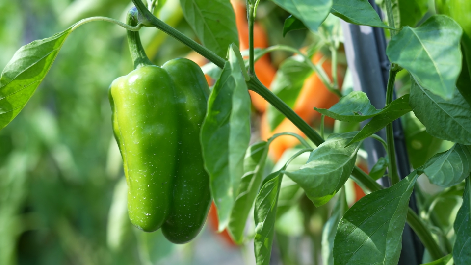 Peperoni crescono sulla pianta