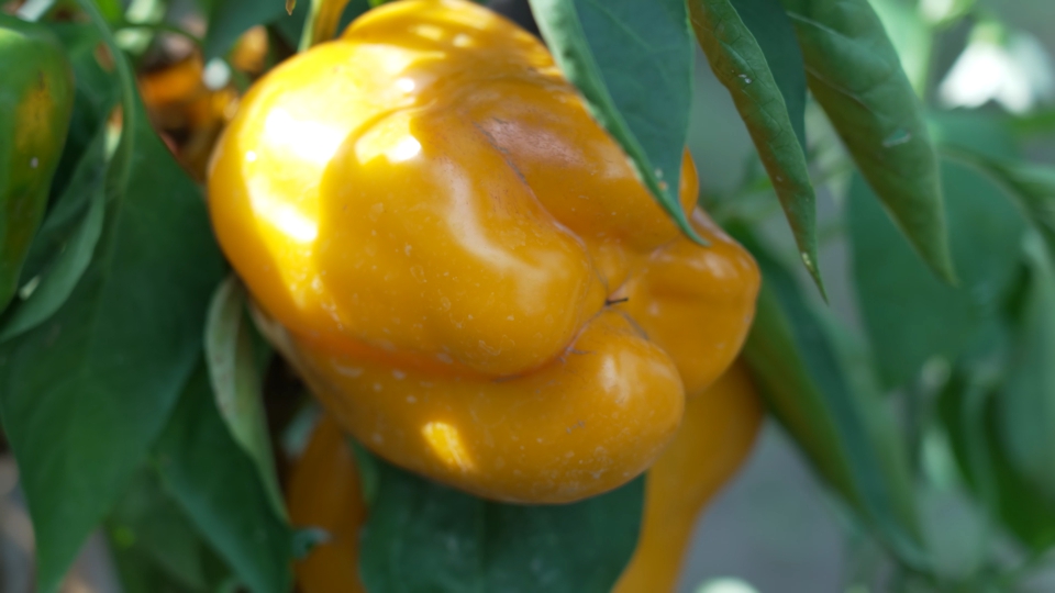 Yellow chili pepper on the plant