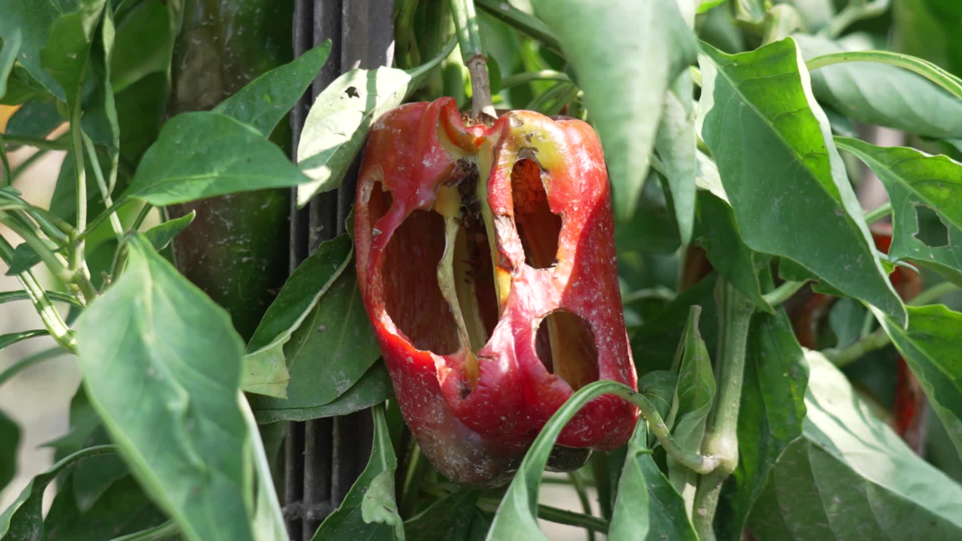 Peperone rosso con buchi sulla pianta