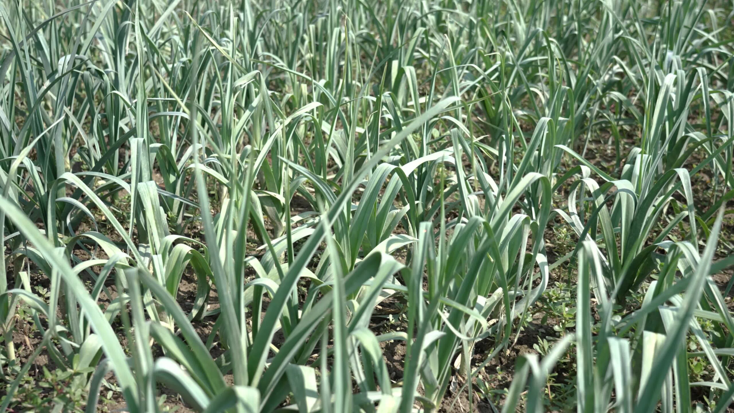 Leek grows on the vegetable garden