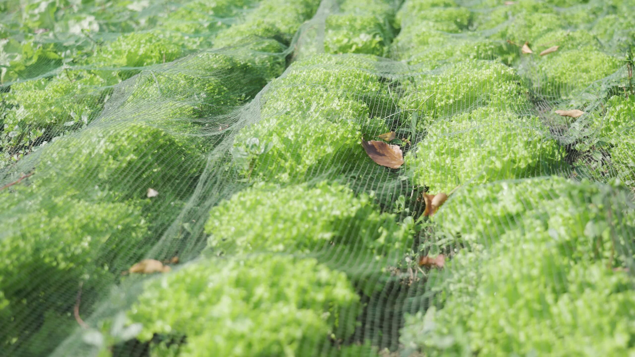 Orto con insalata verde