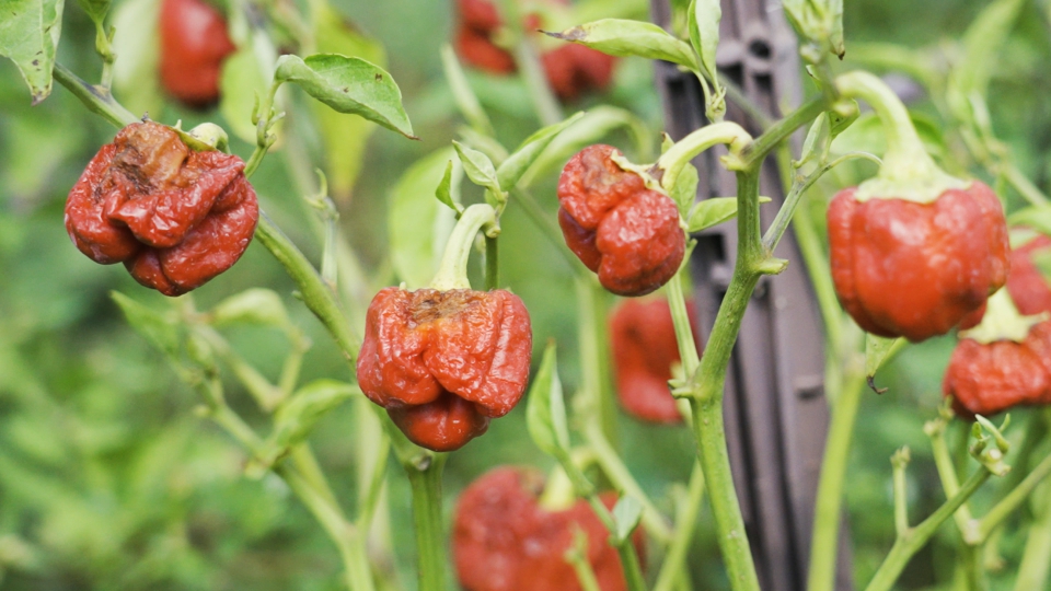 Capsicum chinense Habanero