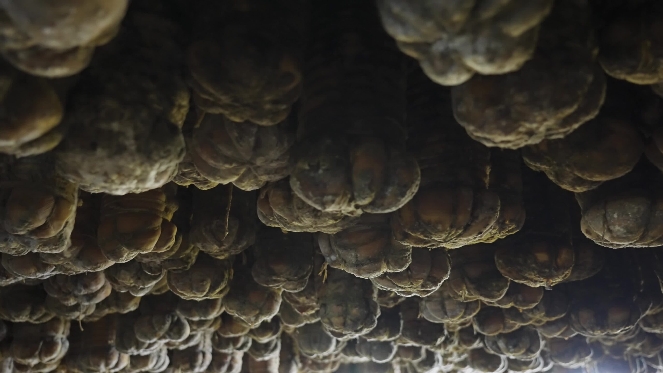 Pork hanging from the ceiling in the cellar