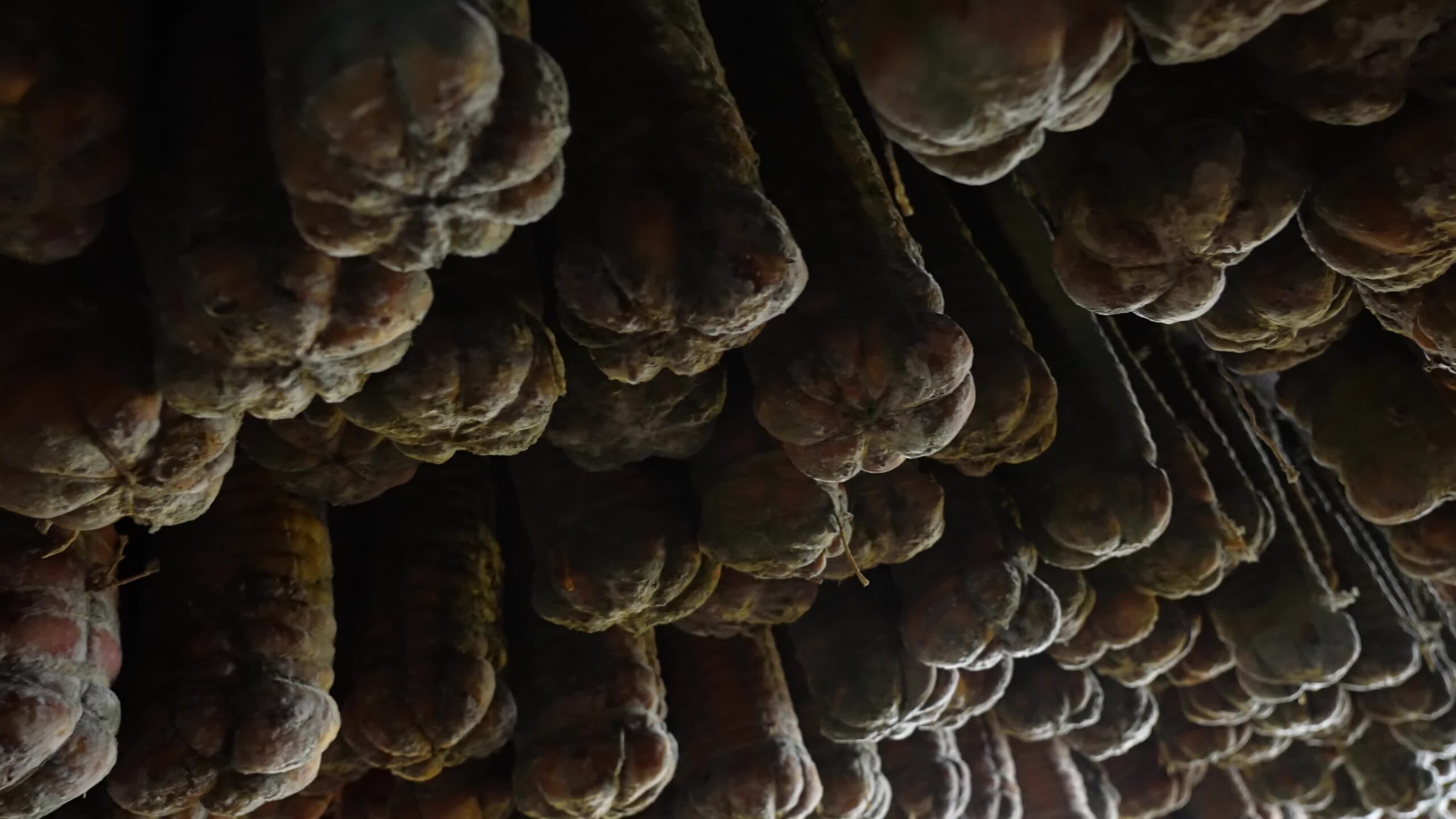 Tanti culatelli suini in cantina
