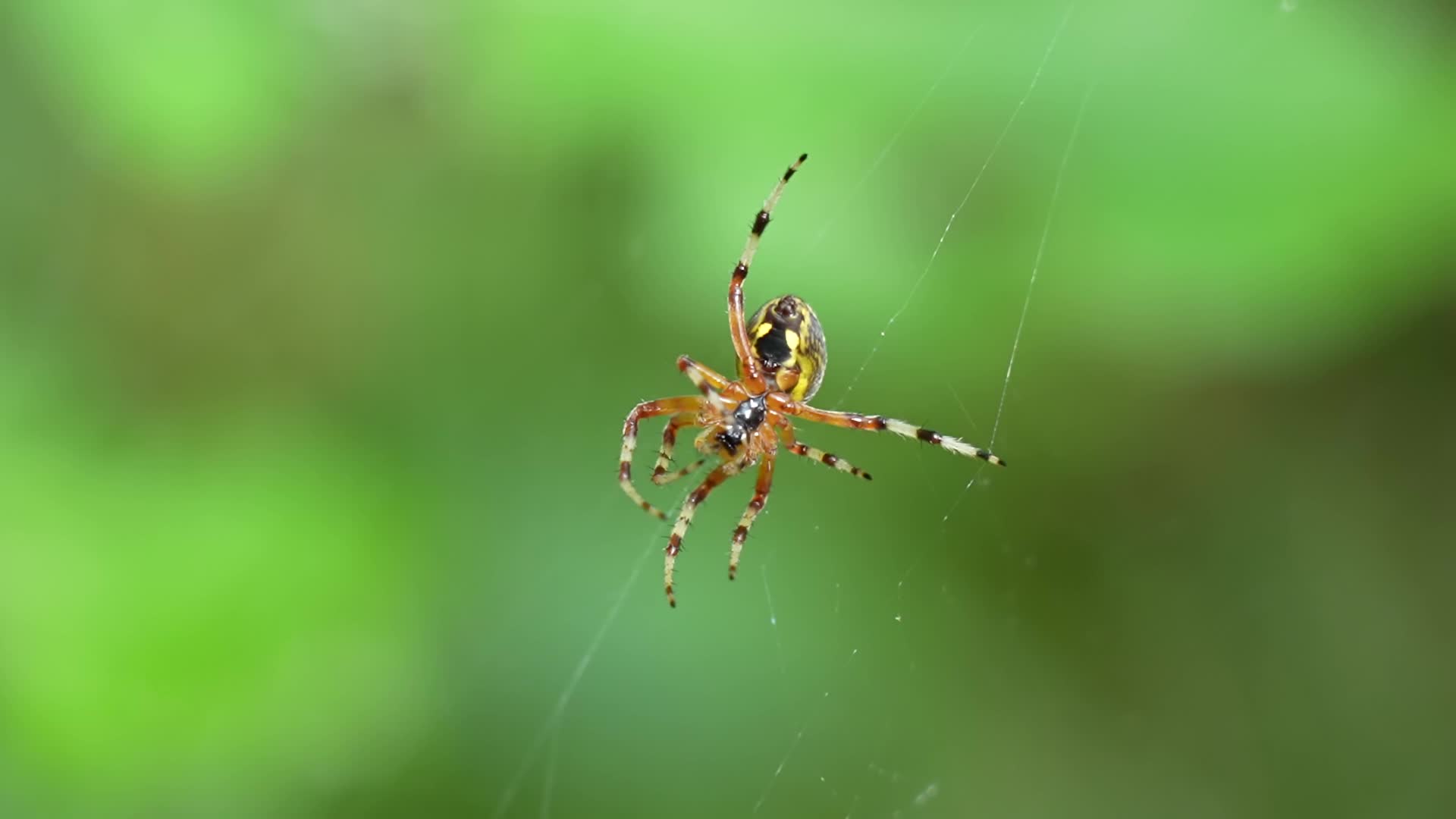 Spider walks on spider web