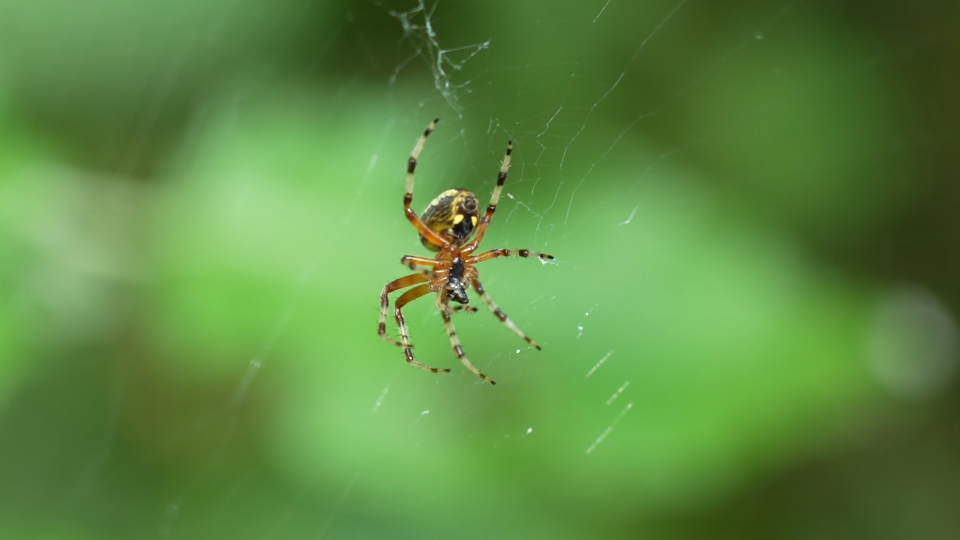 Cross spider on spider web