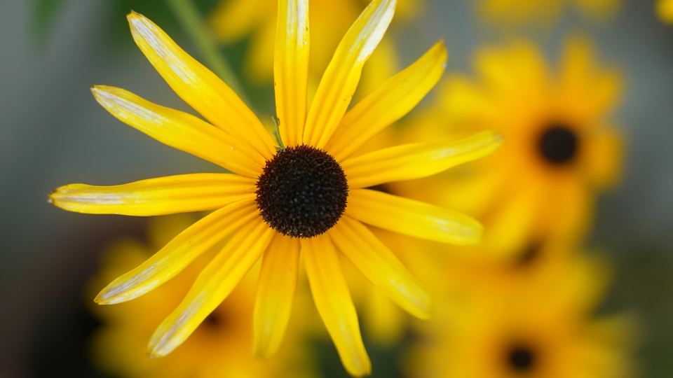 Daisy-like flowers Rudbeckia hirta