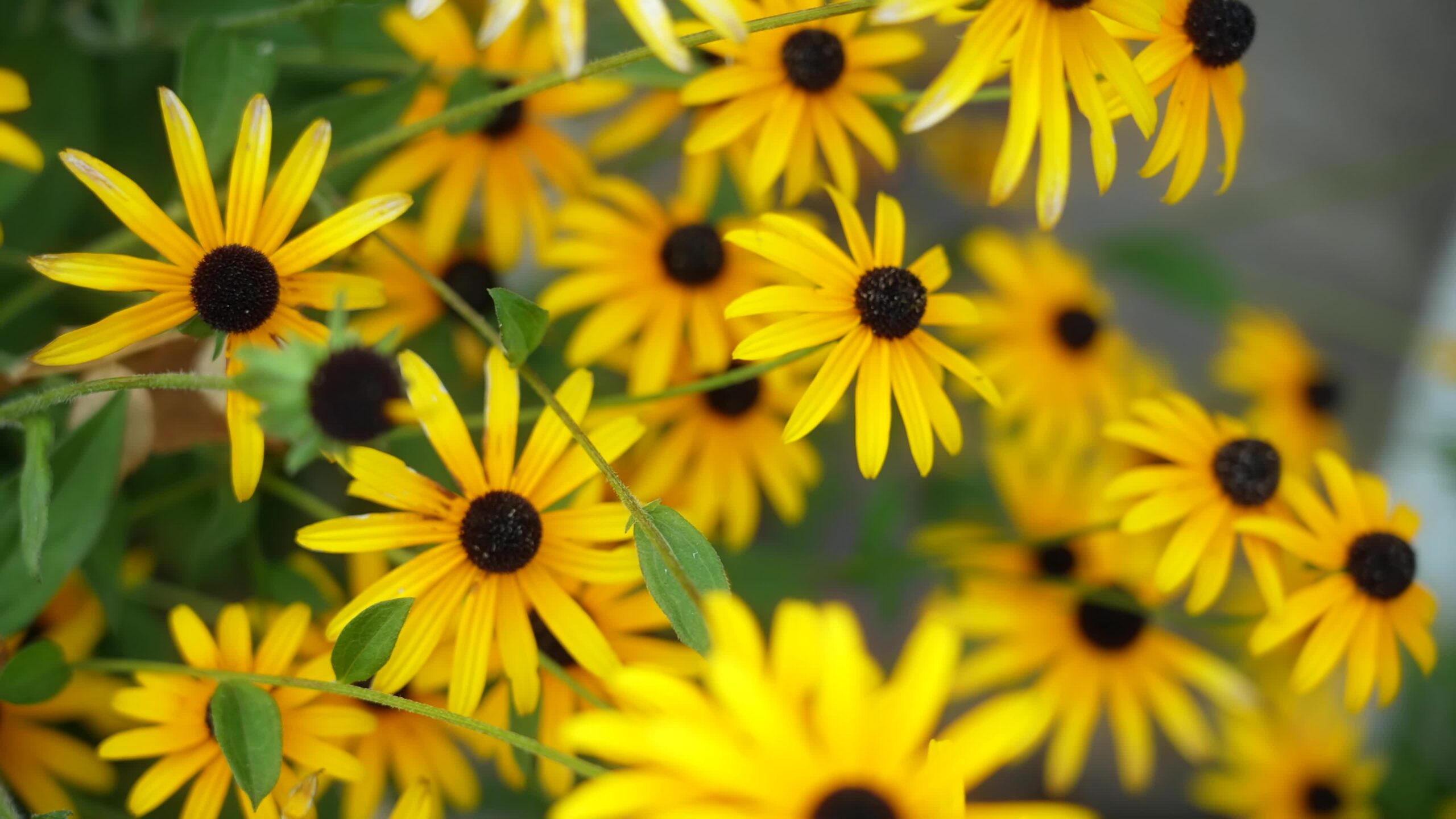 Rudbeckia hirta – pianta gialla