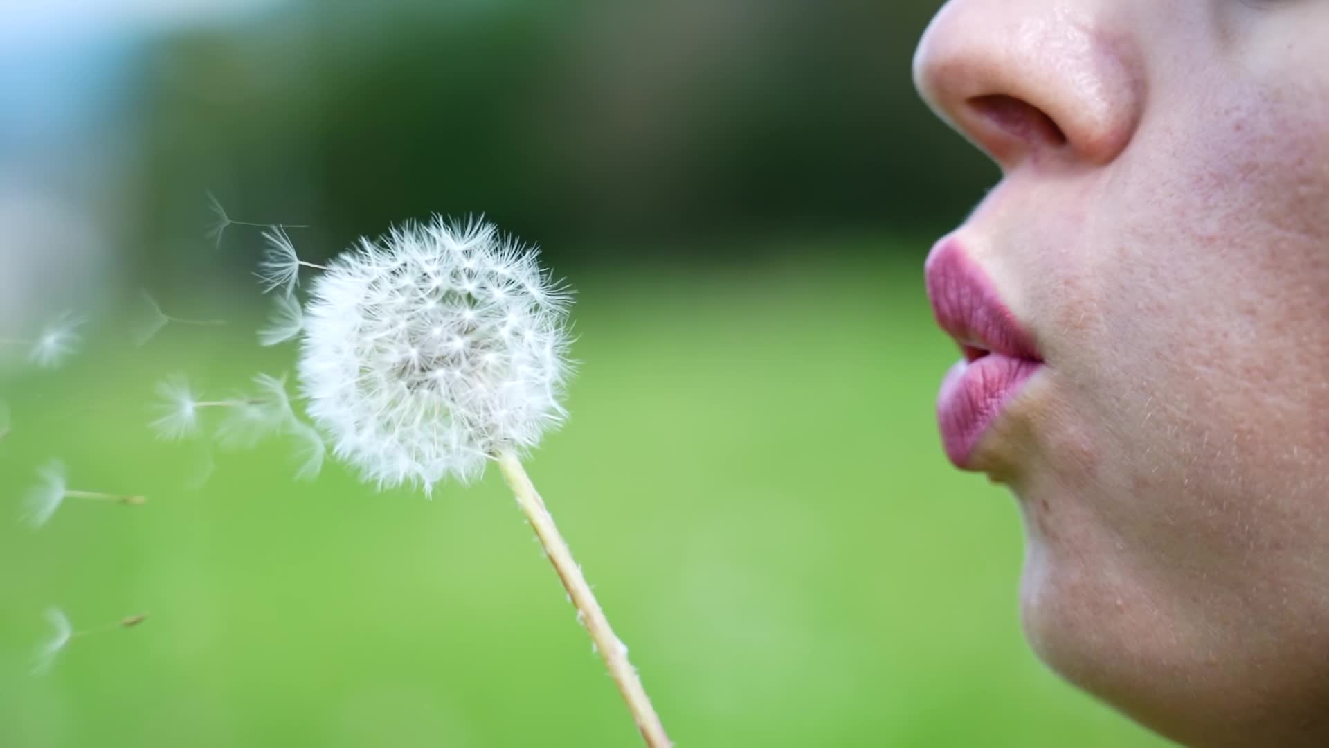 Dente di leone viene soffiato
