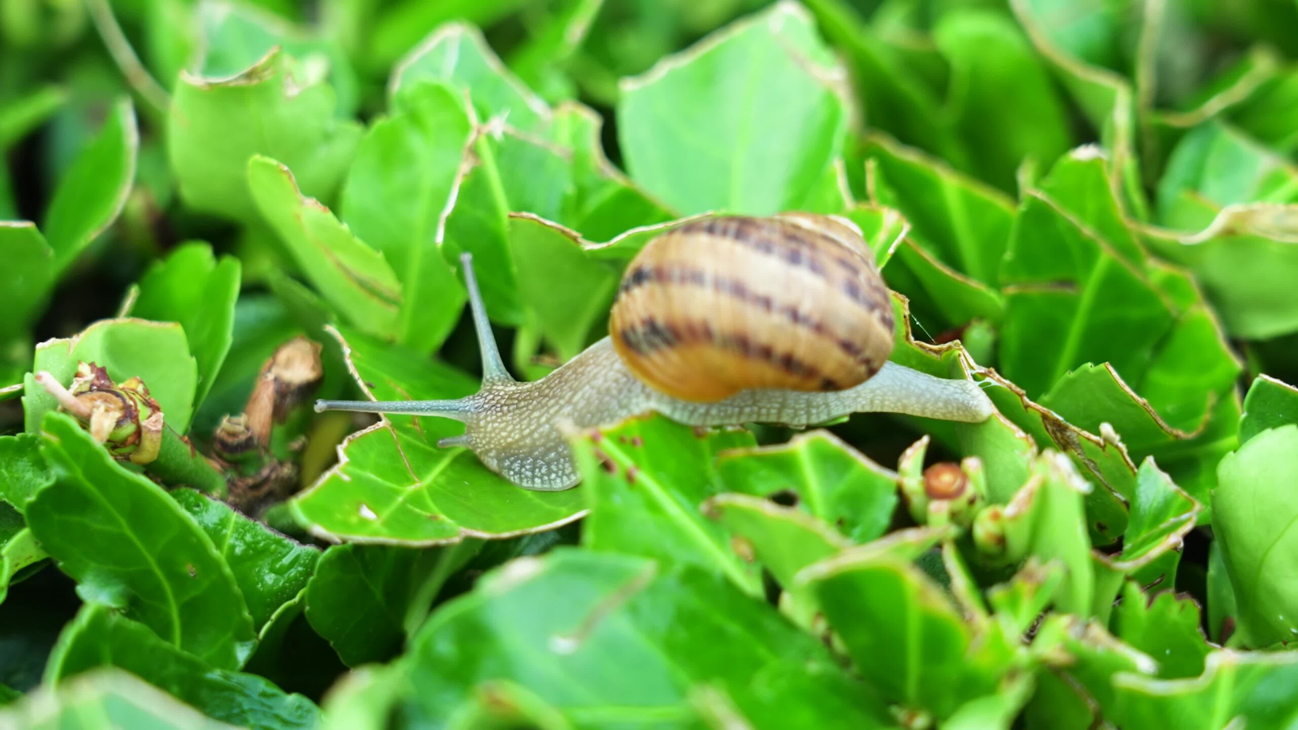 Chiocciola si muove sulle foglie verdi