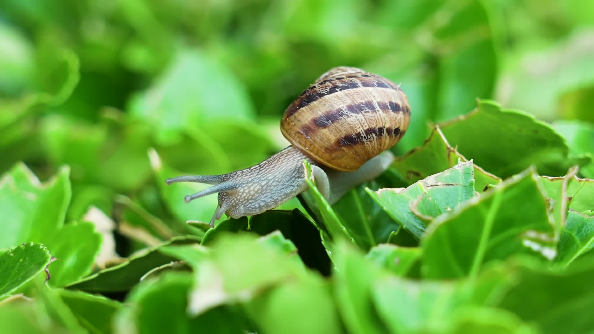 Snail moves on the green plant
