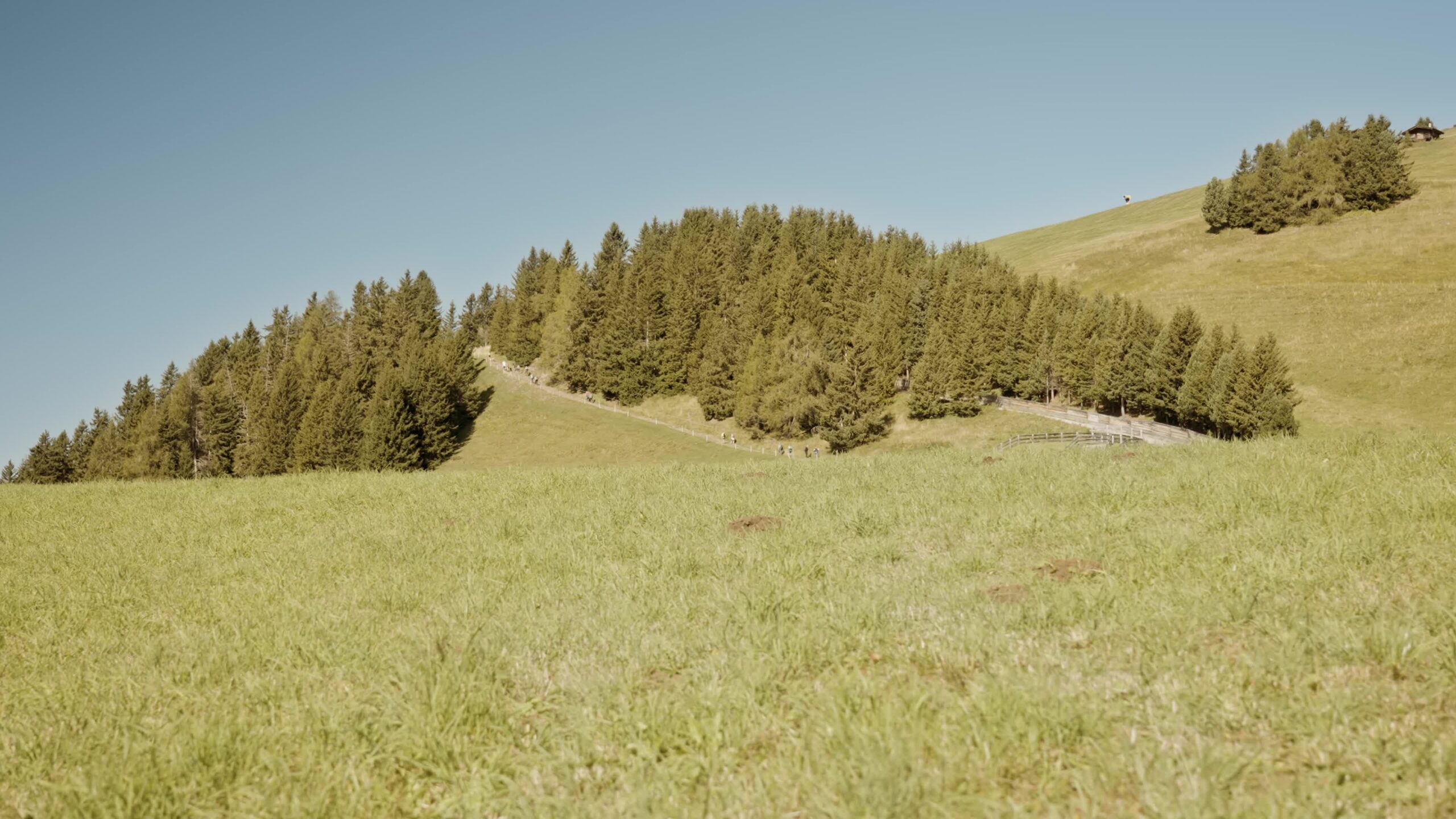 Alberi sulle montagne verdi