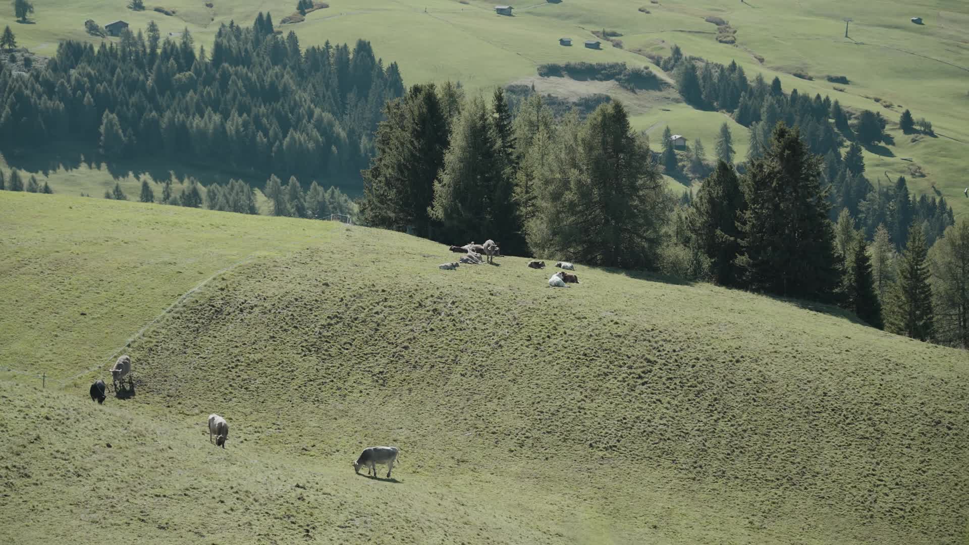 Cows on the green meadow in the mountains