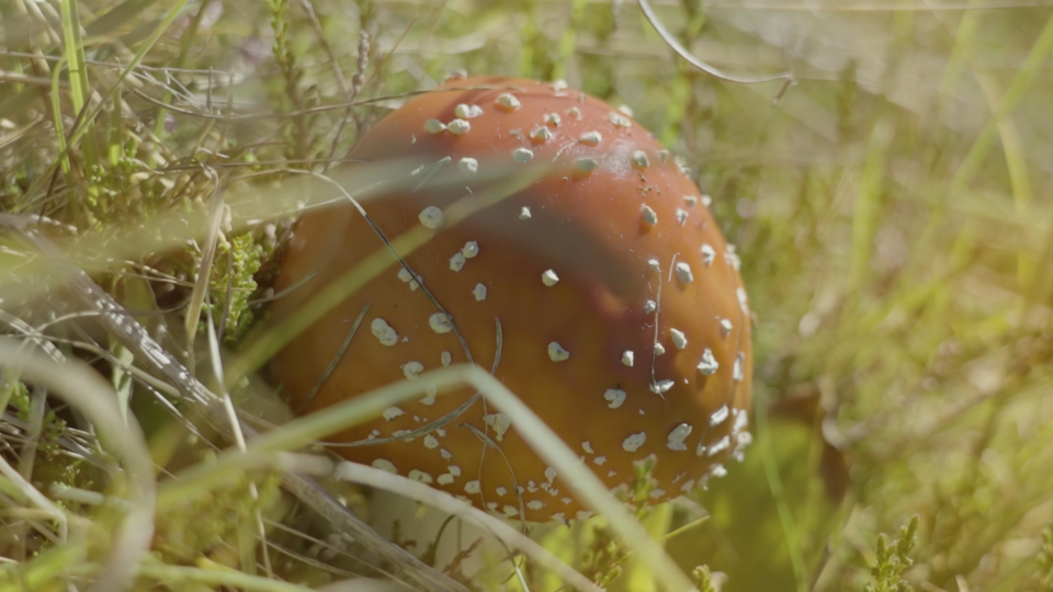 Amanita Muscaria tra erba verde