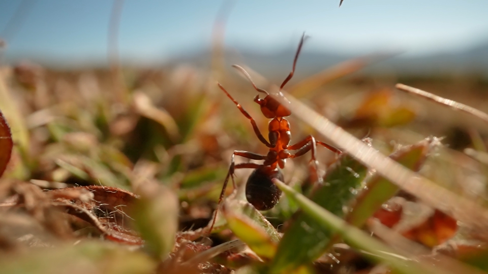 Ant with large mandibles