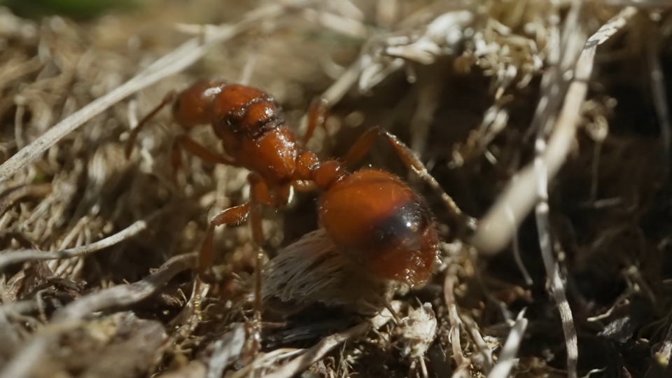 Ant macro video