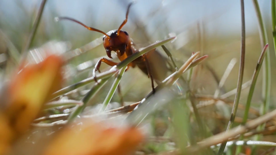 Ant runs quickly