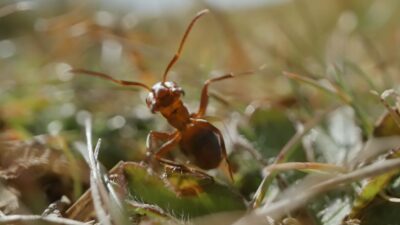 The Wonders of Ants: A Microscopic World in Motion