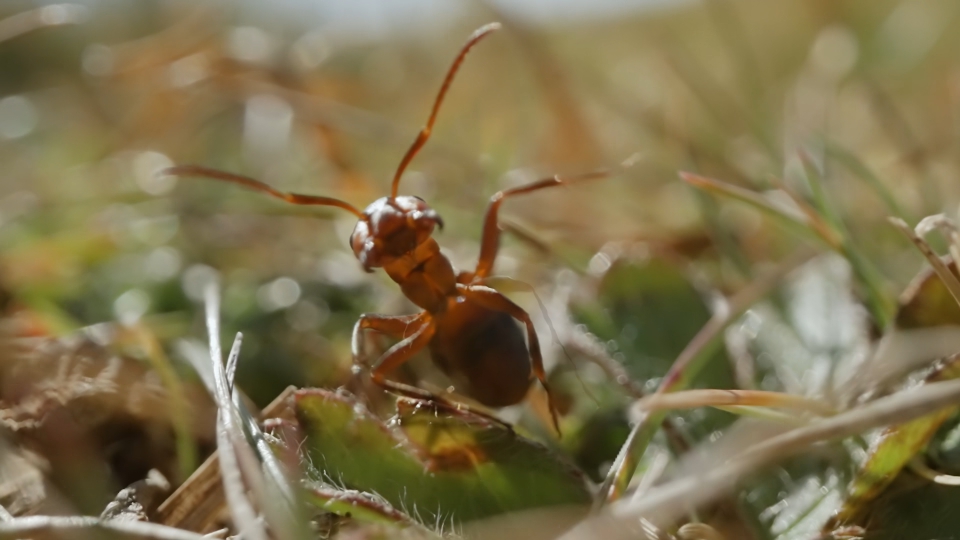 The Wonders of Ants: A Microscopic World in Motion