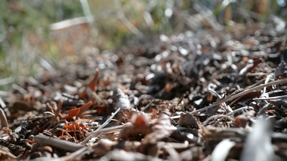 Ants on the anthill