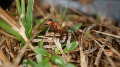Ant in its habitat
