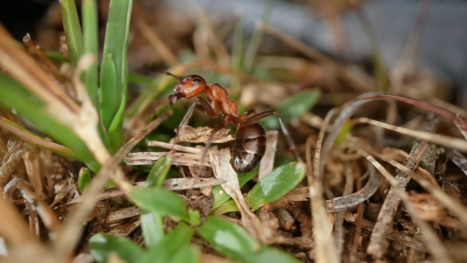 Ant in its habitat