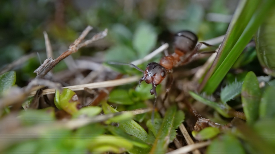 Formica arrabbiata