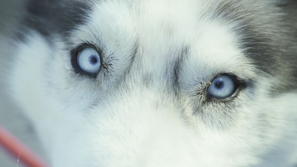 Occhi del  Siberian husky